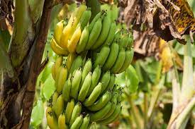 Check spelling or type a new query. Banana Growing Problems Fixing Common Banana Tree Issues