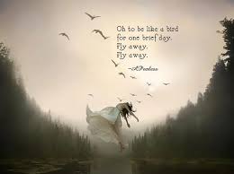 Fly Away Flies Away Flying Lessons Flying