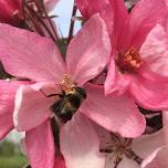 EcoExplorers Pollinator Power