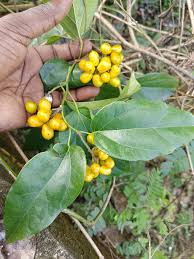 Image result for Tiliacora funifera