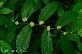 Image result for Elatostema monticola