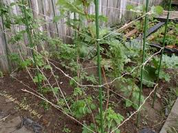 Other benefits that make growing raspberries on a trellis more pleasurable are: Diy Raspberry Trellis Support System For Gardening Miraclegroproject