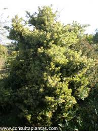 Image result for Podocarpus latifolius