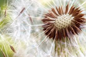 Check spelling or type a new query. Fotobehang Paardenbloem Foto4art