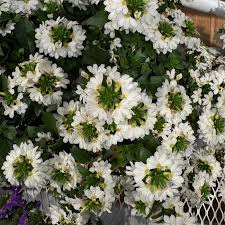 Image result for Scaevola