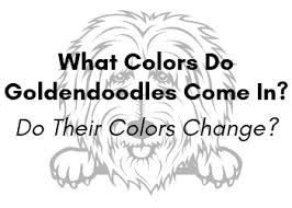Mini goldendoodle goldendoodle haircuts goldendoodle grooming dog haircuts puppy grooming goldendoodles labradoodles cockapoo haircut. What Colors Do Goldendoodles Come In Do Their Colors Change