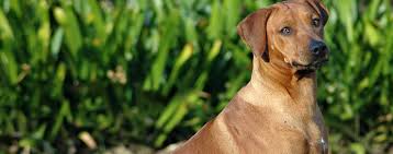 What to do when the dogs get stuck and how to get dogs unstuck? Can Dogs Get Pregnant Without Locking Wag