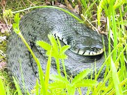Die ringelnatter (natrix natrix) wurde früher auch als unke bezeichnet. Ringelnatter Kein Grund Zur Panik Landkreis Meldungen