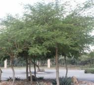 Image result for Acacia polyacantha