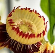 Image result for Napoleonaea gossweileri