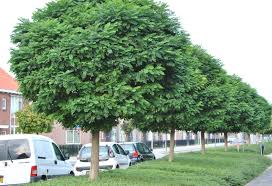 Image result for Robinia