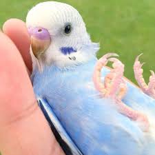 Blue Birds You Can Have As Pets So Cute I Love It When You Can Do This With Them Pet Birds