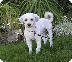 Check spelling or type a new query. Miniature Poodle Shaved Online Shopping