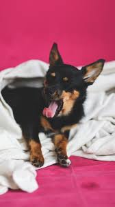 Our animal clip art resources can be commercial used daily update images over millions of images. Love Dog Yawn Cute Animal Android Wallpaper Iphone 6 Dog Art 1242x2208 Wallpaper Teahub Io