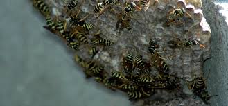 The most identifiable features of paper wasps are their long, dangly legs. Myth Busting Wasp Nest Removal