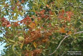 Image result for Combretum kraussii