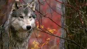 A collection of the top 45 pc wallpapers and backgrounds available for download for free. Wolf Wallpapers 1920x1080