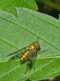 Image result for Congolanthus longidens