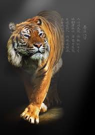 Vimark S Deviantart Gallery Martial Arts Martial Animals Beautiful