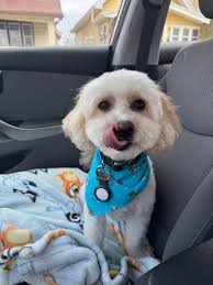 UF Off Campus Housing, Subleases, Roommates, Apartments