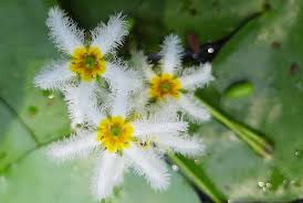 Image result for Nymphoides milnei