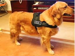 We strive to educate the general public about the proper care and maintenance for their animals. Happy Tails Pet Grooming 23925 Thach Rd Elkmont Al 35620 Yp Com