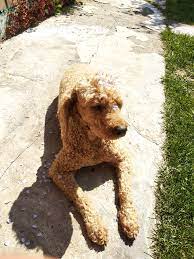 yozhkin kot veterinarnaya klinika ordzhonikidze 162 omsk 2gis