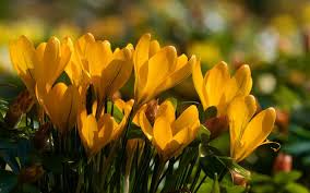 L' lcd blocca la luce nei punti appropriati per riprodurre l' immagine sullo schermo. Scarica Sfondi 4k Giallo Crochi Close Up Primavera Fiori Gialli Crochi Macro Bokeh Fiori Di Primavera Per Desktop Libero Immagini Sfondo Del Desktop Libero