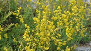 Traditii si obiceiuri de sanziene sau dragaica, sarbatoarea femeii si a florilor. Ceaiul De Flori De Sanziene Leac Magic Pentru Bolile De Ficat Sanatate Avantaje Ro De 20 De Ani Pretuieste Femei Ca Tine
