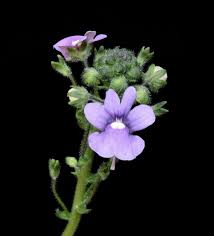 Image result for Nemesia lilacina