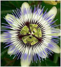 Lion S Mane Passiflora Caerulea Passion Fruit Flower Passion Flower