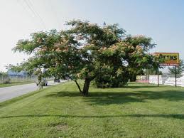The soft, green leaves of mimosa look very similar to that of the fern plant. Mimosa Tree