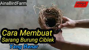 Ciblek kristal merupakan salah satu burung kicau yang paling banyak di minati di indonesia. Cara Membuat Sarang Burung Ciblek Youtube