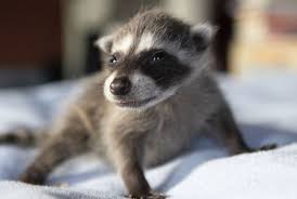 Baby Raccoons All Grown Up Wildcare Baby Raccoon Whale Stuffed Animal Raccoon