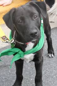 Australian Shepherd German Shepherd Mix Black And White Perry Lab Retriever Australian Shepherd Mix 16 Weeks Cute Dogs Australian Shepherd Mix Puppies