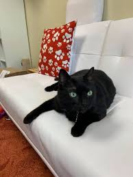 How many hawaii cat cafes are there? New Mexico Cat Cafes That Cat Life