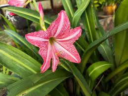 Image result for Amaryllidaceae