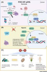Which animal cell organelle uses oxygen. Turning The Oxygen Dial Balancing The Highs And Lows Trends In Cell Biology