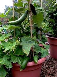 The 35 Easiest Container And Pot Friendly Fruits Vegetables And Herbs Container Gardening Container Gardening Vegetables Growing Vegetables