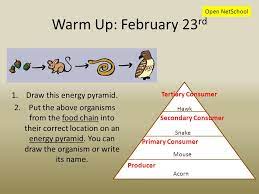 The producer in the food chain always goes at the bottom of the pyramid of numbers. Warm Up February 23 Rd 1 Draw This Energy Pyramid 2 Put The Above Organisms From The Food Chain Into Their Correct Location On An Energy Pyramid You Ppt Download
