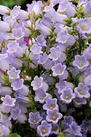 Pin On Mood Plum