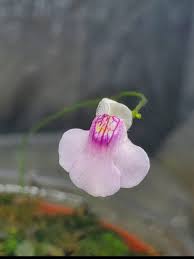 Image result for Genlisea subglabra