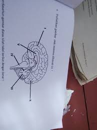 Gambar sketsa otak manusia otak manusia anatomi gambar vektor gratis di pixabay otak manusia sketsa dengan mata dan cerebrellum clip art vektor Perhatikan Gambar Otak Manusia Di Atasberdasarkan Gambar Di Atas Apa Nama Organ Tersebut Dan Brainly Co Id