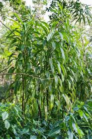 Image result for Cordyline stricta