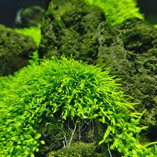 Image result for Utricularia sp.no.1