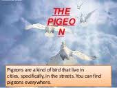 If you are wondering about the racing pigeons review, product. Racing Pigeons Pdf
