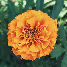 Image result for Tagetes erecta