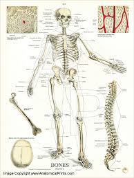 Human Skeleton Anatomy And Physiology Poster