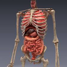 Realistic Human Internal Organs 3d Model In 2020 Human Body Model Human Anatomy 3d Human Body Anatomy