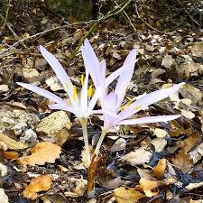 Image result for Colchicaceae